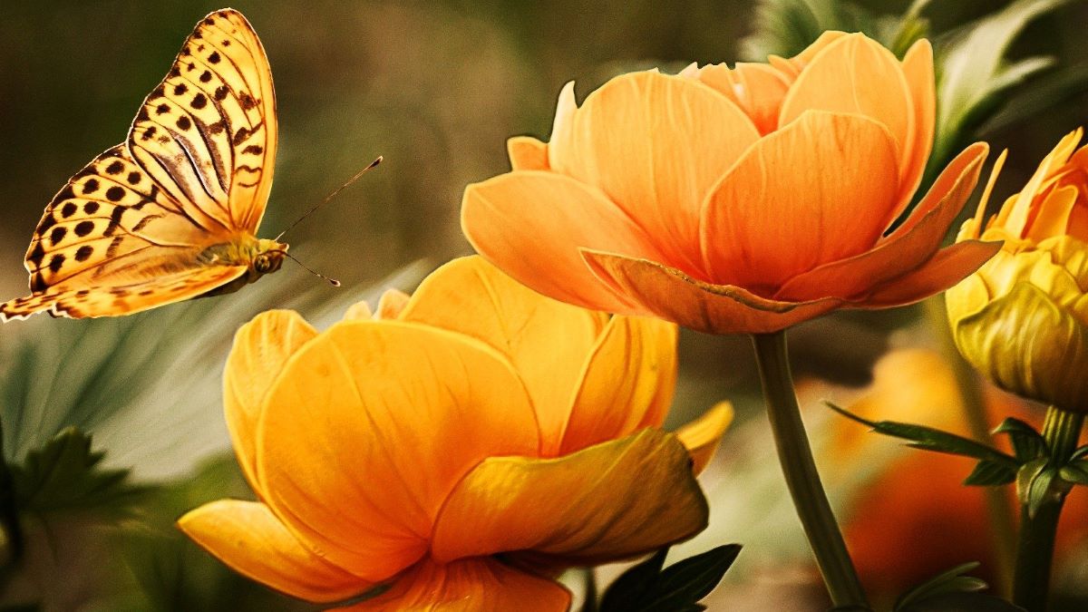 Kulturgottesdienst ,,Mein schöner Garten" - Sommer, Fülle, Hoch-Zeit